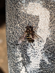 Metasyrphus