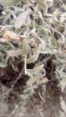 Buddleja scordioides