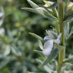 Teucrium cubense