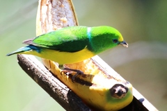 Chlorophonia cyanea