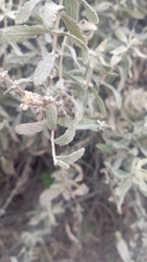 Buddleja scordioides