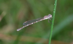 Austrolestes leda