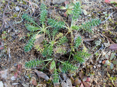 Acaena pinnatifida californica