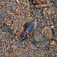 Tanystoma maculicolle