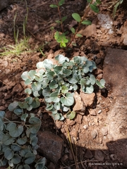 Dichondra argentea
