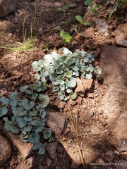 Dichondra argentea
