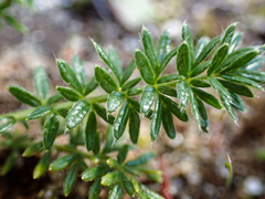Acaena pinnatifida californica