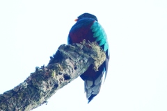 Pharomachrus fulgidus