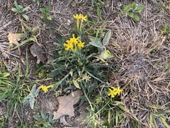 Lithospermum incisum
