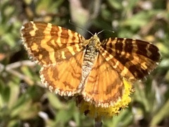 Chrysolarentia chrysocyma