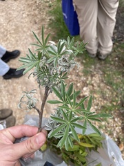 Lupinus arboreus