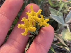 Lithospermum incisum