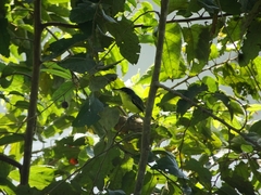 Todirostrum cinereum