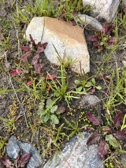 Chaenactis glabriuscula