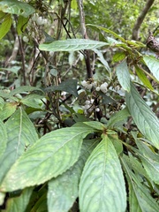 Rhynchotechum discolor