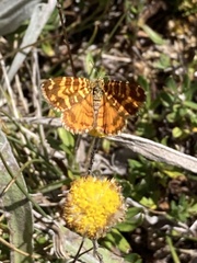 Chrysolarentia chrysocyma