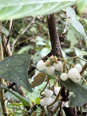 Rhynchotechum discolor