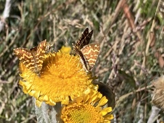 Chrysolarentia chrysocyma