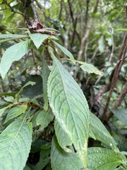Rhynchotechum discolor
