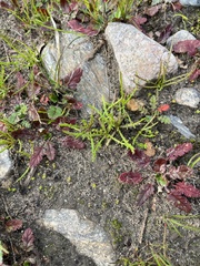 Chaenactis glabriuscula