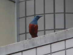 Monticola solitarius philippensis