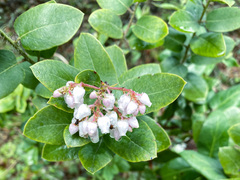 Arctostaphylos crustacea
