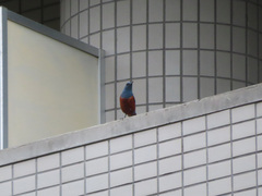 Monticola solitarius philippensis