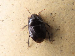 Macroscytus