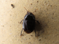 Macroscytus