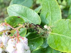 Arctostaphylos crustacea