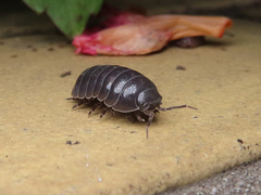 Armadillidium vulgare