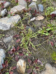 Chaenactis glabriuscula