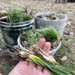 Ornithogalum umbellatum
