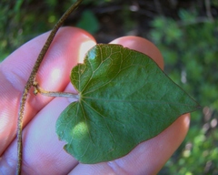 Calystegia tuguriorum