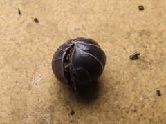 Armadillidium vulgare