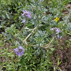 Glandularia gooddingii