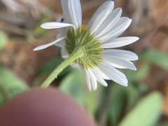 Astranthium ciliatum