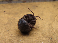 Armadillidium vulgare