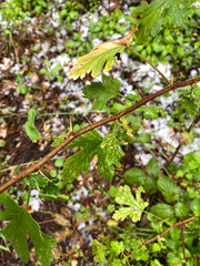 Ribes menziesii
