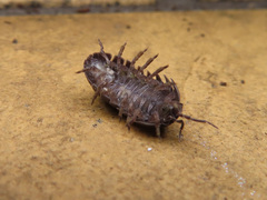 Armadillidium vulgare