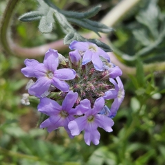 Glandularia gooddingii