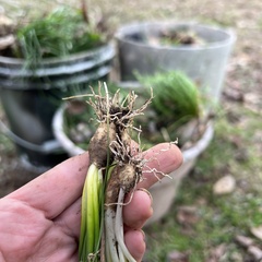 Ornithogalum umbellatum