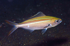 Caesio caerulaurea