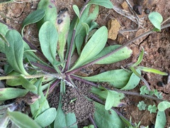 Astranthium ciliatum