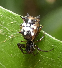 Micrathena picta