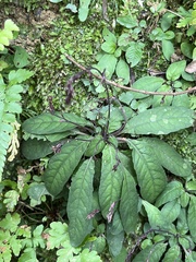 Staurogyne concinnula