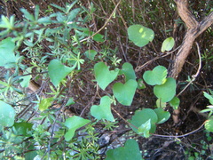 Calystegia tuguriorum