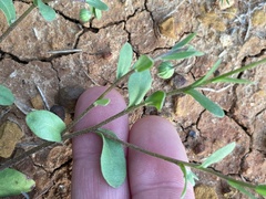 Astranthium ciliatum