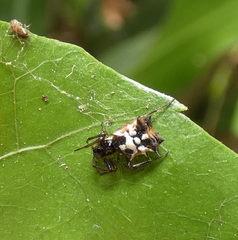 Micrathena picta
