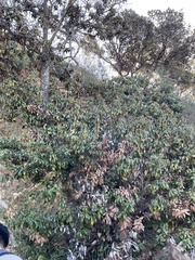 Chrysolepis chrysophylla